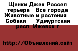 Щенки Джек Рассел терьера - Все города Животные и растения » Собаки   . Удмуртская респ.,Ижевск г.